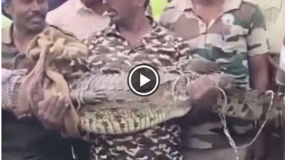 பாம்பு