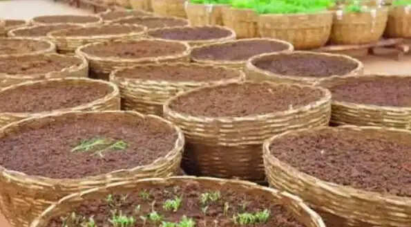 ரோஜா பூ தோட்டம் இயற்கை உரம் தொட்டு கார்டன் மாடித்தோட்டம்