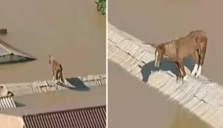 பிரேசில் குதிரை