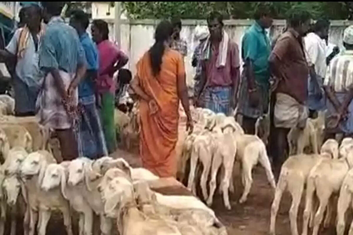 ஆடுகள் விற்பனை