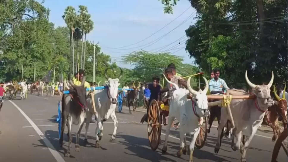 மாட்டு வண்டி பந்தயம்