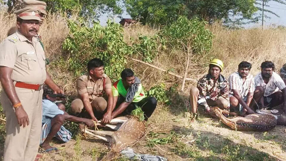 புள்ளிமான்