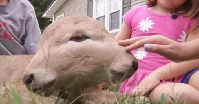 2 தலை கன்று