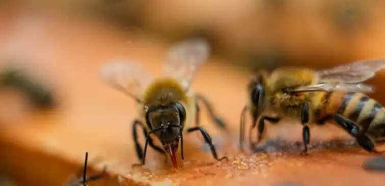 தேனீக்கள்