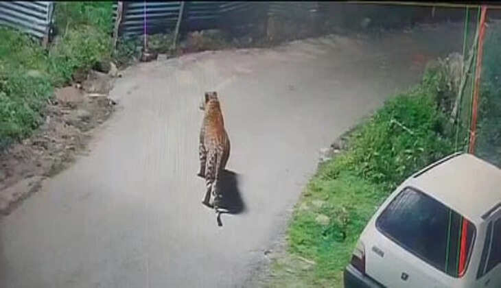 சிறுத்தை