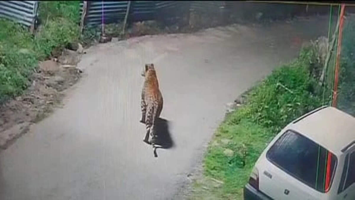 சிறுத்தை