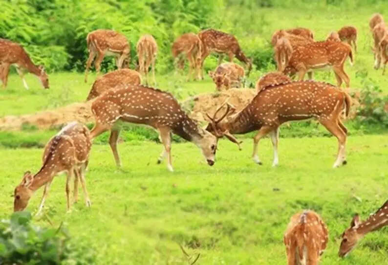 கால்நடை மருத்துவ படிப்பு