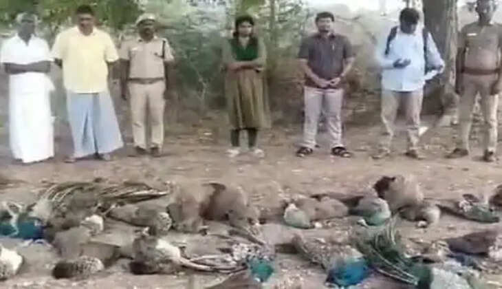 மயில்கள் பலி