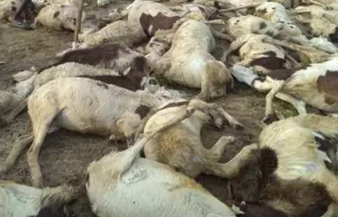 தீயில் கருகிய ஆடுகள்