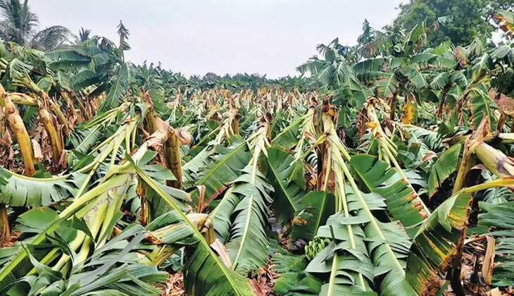 வாழை மரம்