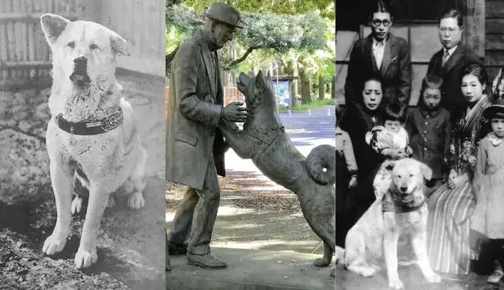 ஹச்சிகோ நாய்