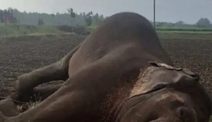 elephant