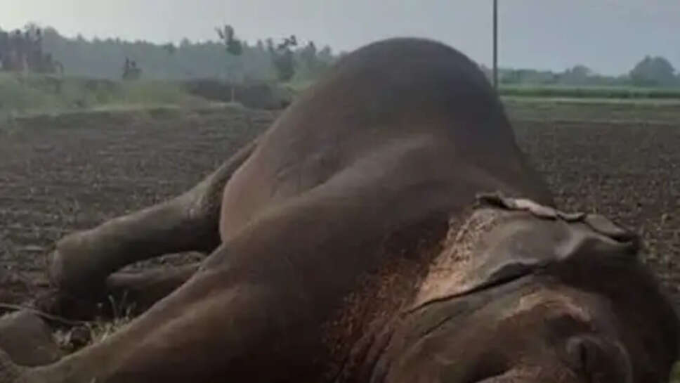 elephant
