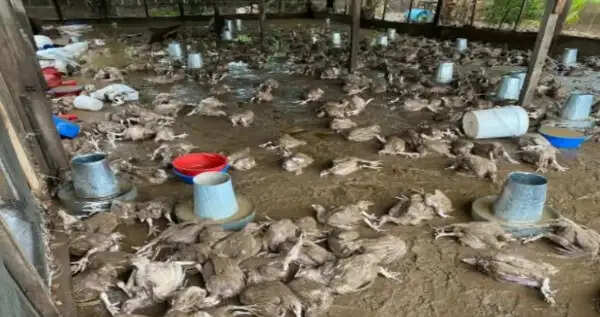 கோழிகள்