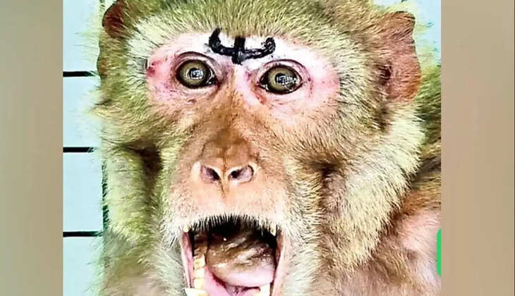 குரங்கு