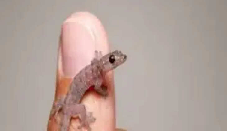 பல்லி விழும் பலன்