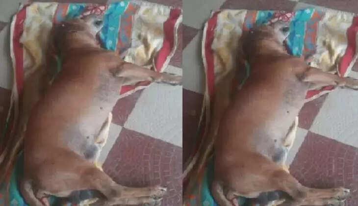 ஹேண்ட்ரி 