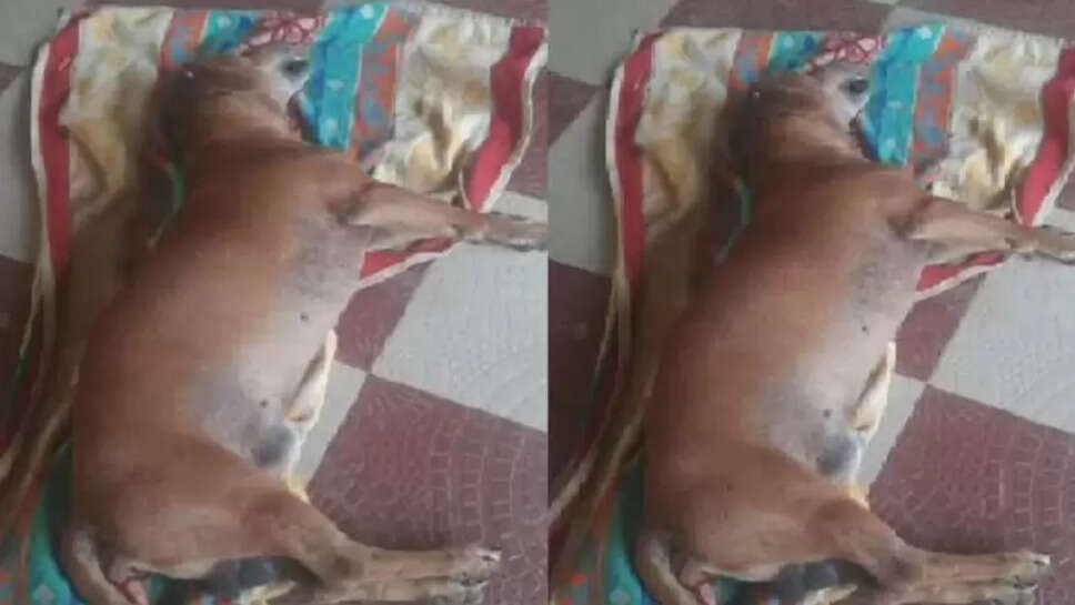 ஹேண்ட்ரி&nbsp;