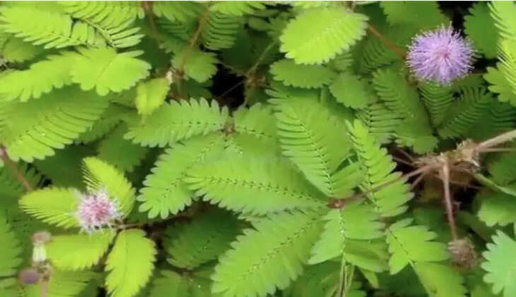 தொட்டாற்சிணுங்கி