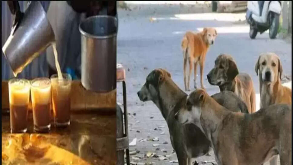 தெருநாய்