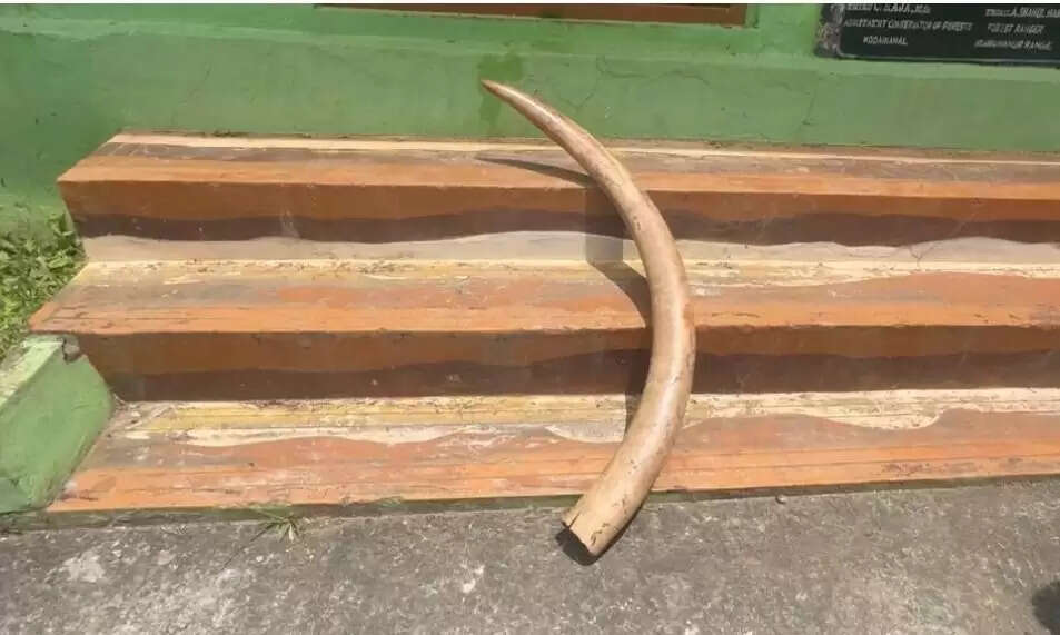 யானை தந்தம்