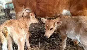பசுமாடு, 2 கன்றுக்குட்டி