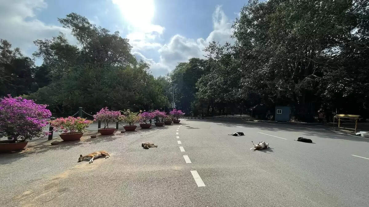 போஜே கவுடா