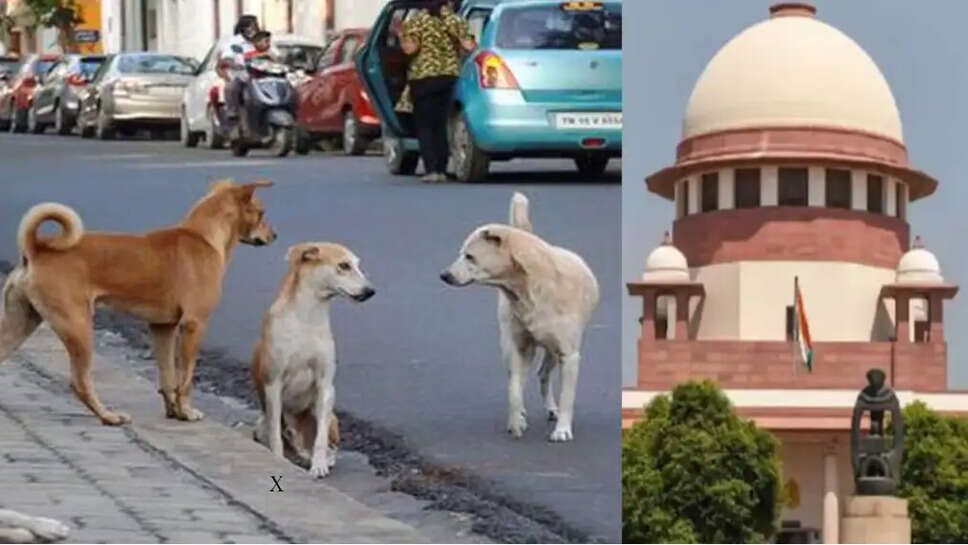 நாய்க்கடி