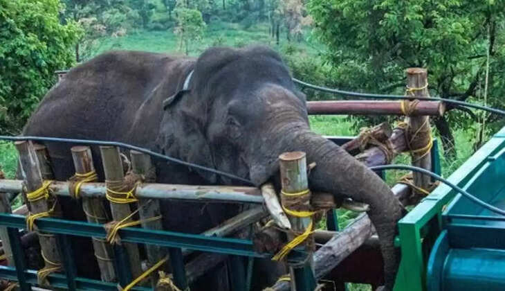 அரிகொம்பன் யானை