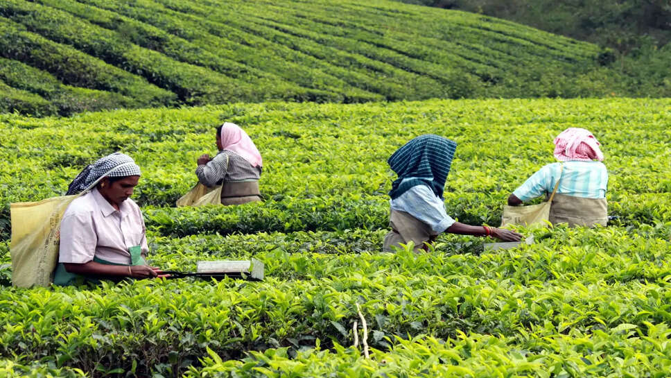 தேயிலை விவசாயி ஊட்டி கொடைக்கானல் நீலகிரி