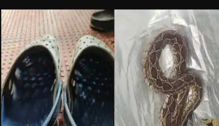 shoe