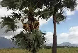 பனைமரங்கள்