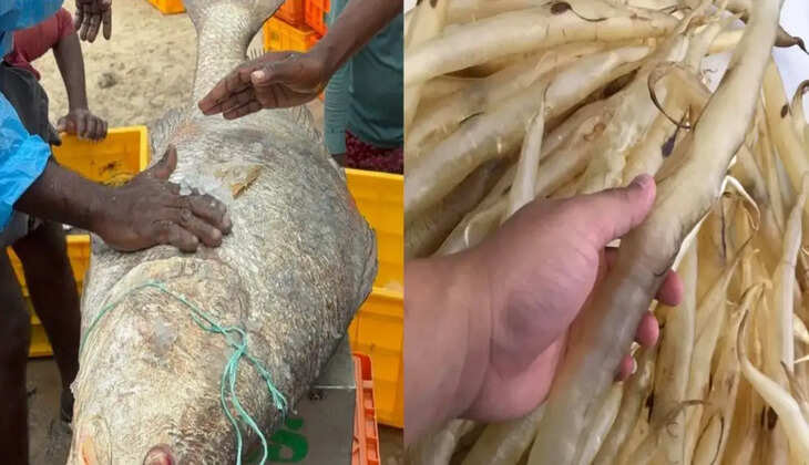 கூறல் மீன்