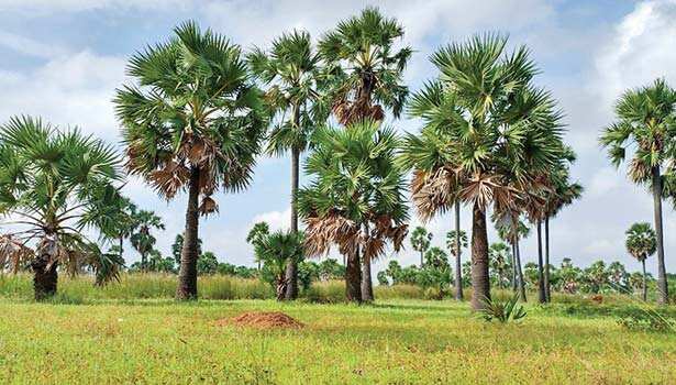 பனைமரங்கள்