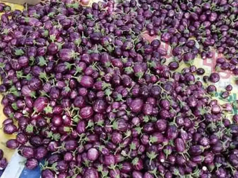 கத்திரிக்காய்