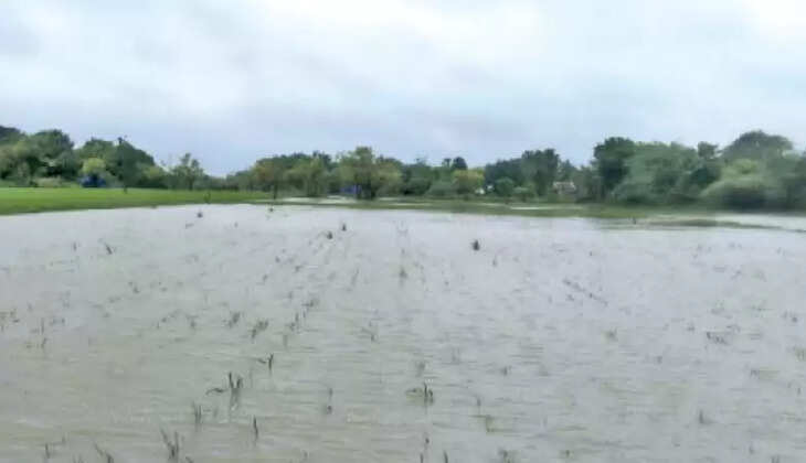 நெற்பயிர்