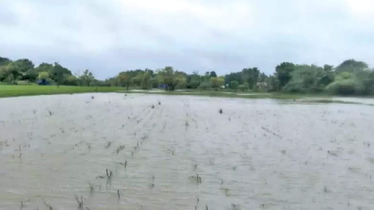 நெற்பயிர்