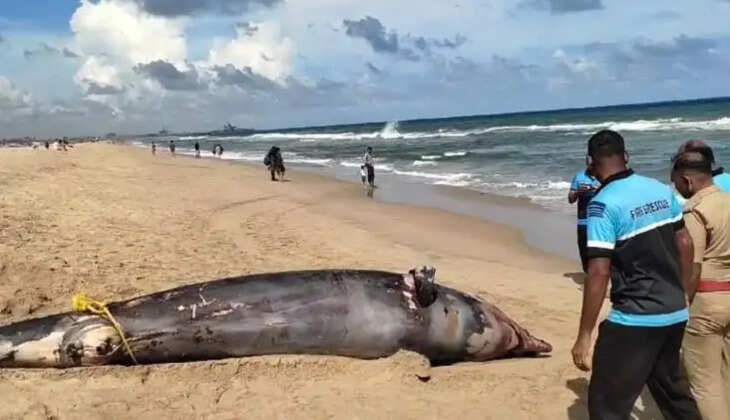 டால்பின் 