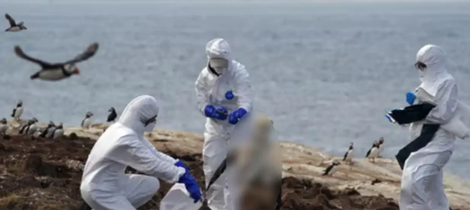 கொரோனாவைக் காட்டிலும் வேகமெடுக்கும் பறவைக் காய்ச்சல்!