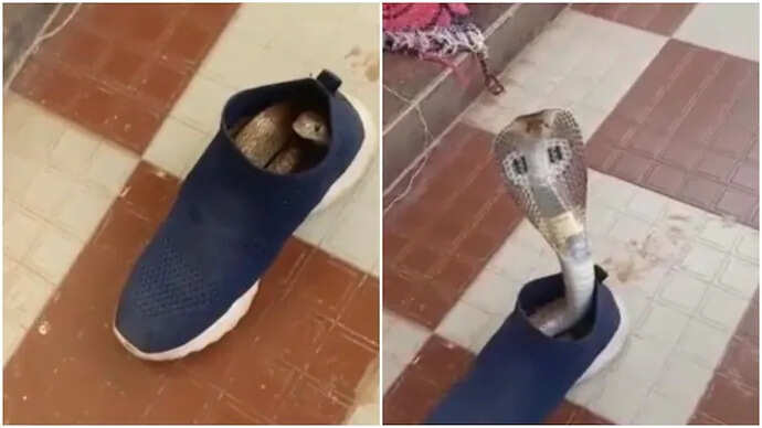 வைரல் வீடியோ!! ஷூவுக்குள் நின்று நடனம் ஆடும் நாகப்பாம்பு!!