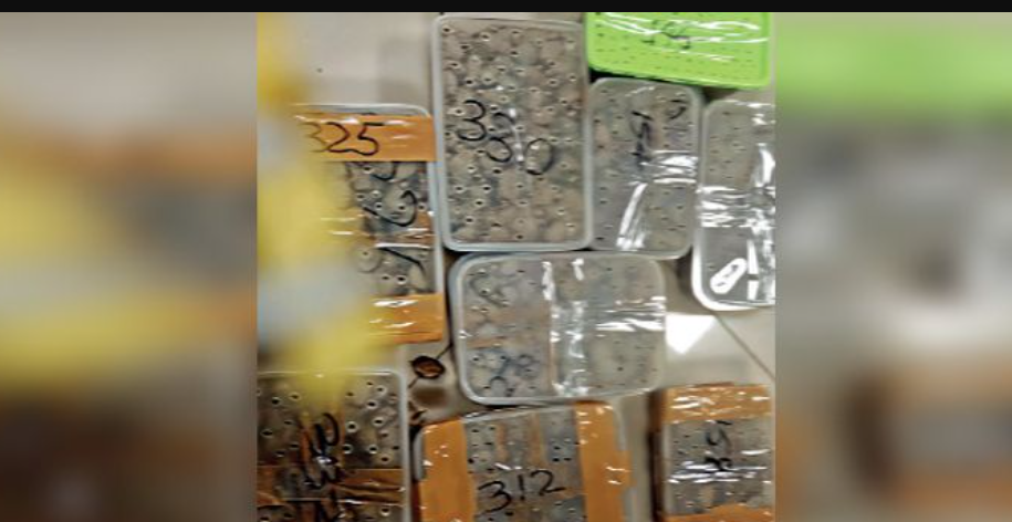 ஏர்போர்ட்டில் பரபரப்பு... ஒரே நாளில் ரூ.4 கோடி ஹைட்ரோ கஞ்சா, 2,477 ஆமைக்குஞ்சுகள் பறிமுதல்!