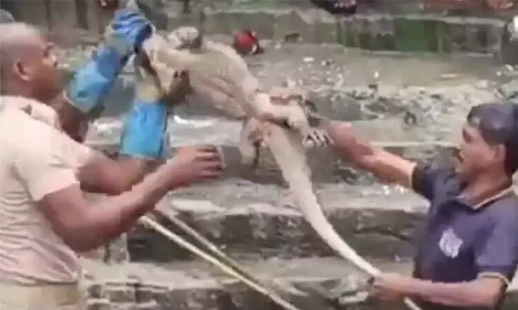 அருவியில் தண்ணீருடன் விழுந்த உடும்பு!! குளித்துக் கொண்டிருந்த பெண்கள் அலறி அடித்து ஓட்டம்!!