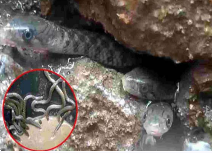 அச்சச்சோ... ஒரே வீட்டு குளியறையில் 35 பாம்புகள்... வைரல் வீடியோ!