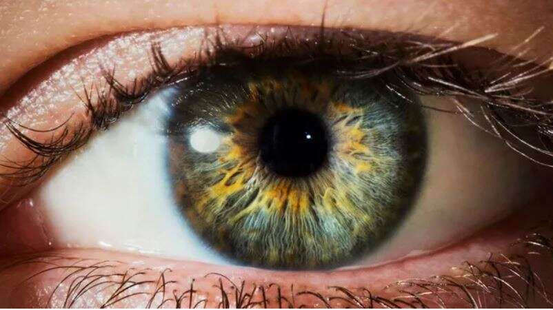 குட் நியூஸ்! இனி கண் தானத்திற்காக காத்திருக்கத் தேவையில்லை... மீன் செதில்களில் இருந்து செயற்கை கருவிழி - ஸ்பெயின் ஆராய்ச்சியாளர்கள் சாதனை!