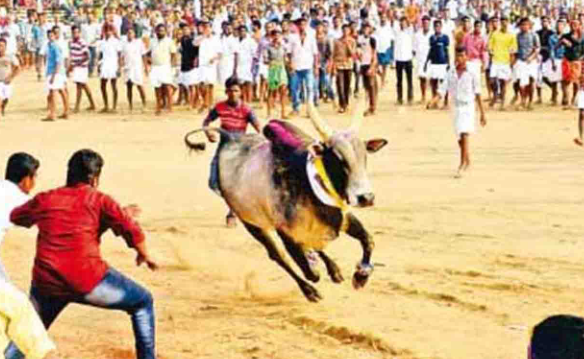 அதிர்ச்சி... மஞ்சுவிரட்டில் 13 வயது சிறுவன் உட்பட 2 பேர் பலியான சோகம்!