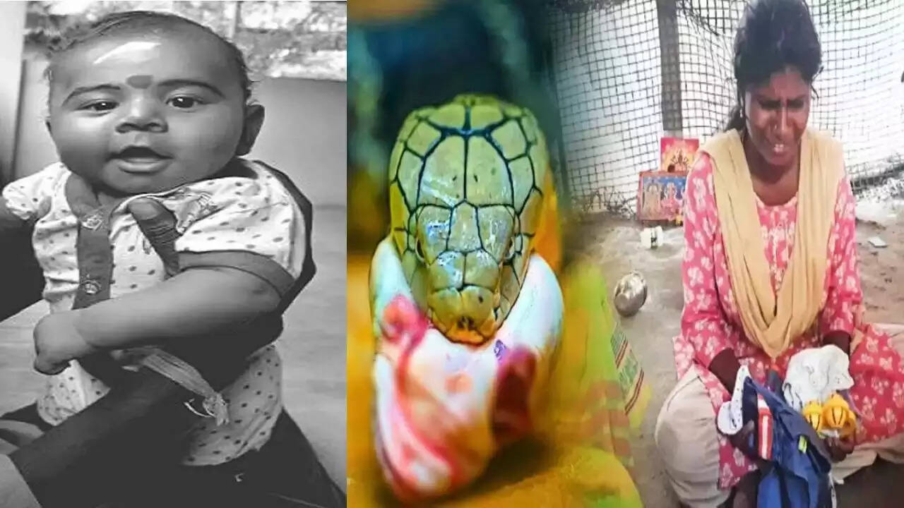 அதிர்ச்சி!! குழந்தையை கொன்ற பாம்பு!! தாய் கண் முன்னே சோகம்!!