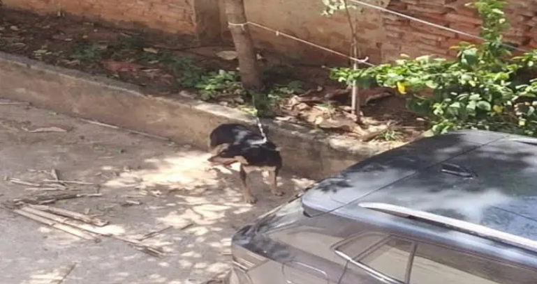 சோகம்! போதை வெறியில் வளர்ப்பு நாயை அடித்து கொன்ற வாலிபர்!