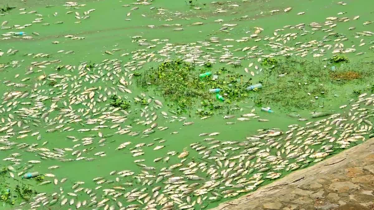 அதிர்ச்சி ஆய்வறிக்கை... தென்பெண்ணை ஆற்றில் நைட்ரேட், அமோனியா அதிகம்... லட்சக்கணக்கில் செத்து மிதக்கும் மீன்கள்!