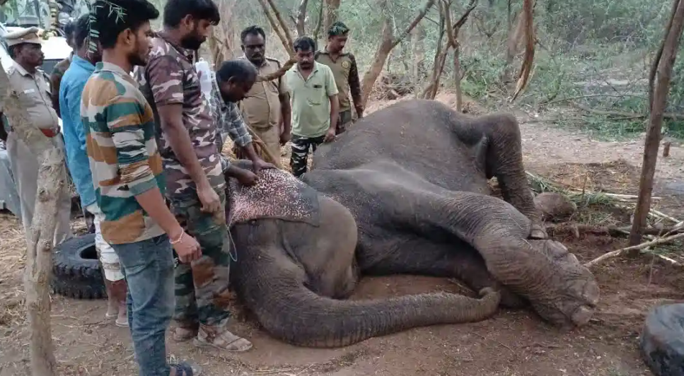 சாலையில் திடீரென மயங்கி சரிந்த யானை... தாயை சுற்றிச் சுற்றி வரும் குட்டியானை!