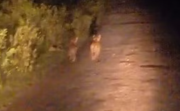 க்யூட் வீடியோ... அம்மாட்ட சொல்லாம ஜாலி ரைடு... சாலையில் சுற்றித்திரியும் குட்டிப்புலிகள்!!